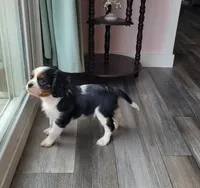 Gallant, a male Cavalier King Charles Spaniel for sale in Monetta, SC – 4 of 5
