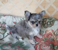 CH Sired Merle Longcoat Girl, a female Chihuahua for sale in Monetta, SC – Photo 2 of 5