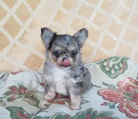 CH Sired Merle Longcoat Girl, a female Chihuahua for sale in Monetta, SC – Photo 5 of 5