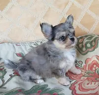 CH Sired Merle Longcoat Girl, a female Chihuahua for sale in Monetta, SC – Photo 1 of 5