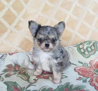 CH Sired Merle Longcoat Girl, a female Chihuahua for sale in Monetta, SC – Photo 3 of 5