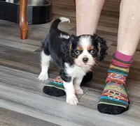 Gallant, a male Cavalier King Charles Spaniel for sale in Monetta, SC – 3 of 5