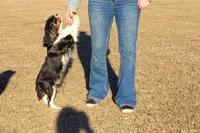 Georgiana, a female Cavalier King Charles Spaniel for sale in Monetta, SC – 2 of 3