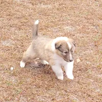 Mistletoe - Scotch Collie, a male Collie for sale in Monetta, SC – Photo 2 of 5