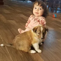 Mistletoe - Scotch Collie, a male Collie for sale in Monetta, SC – Photo 4 of 5