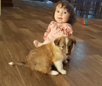 Mistletoe - Scotch Collie, a male Collie for sale in Monetta, SC – Photo 4 of 5