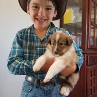 Mistletoe - Scotch Collie, a male Collie for sale in Monetta, SC – Photo 1 of 5