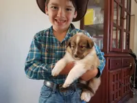 Mistletoe - Scotch Collie, a male Collie for sale in Monetta, SC – Photo 1 of 5