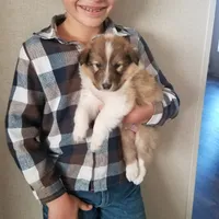 Mistletoe - Scotch Collie, a male Collie for sale in Monetta, SC – Photo 5 of 5