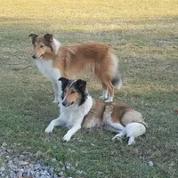 Mistletoe - Scotch Collie, a male Collie for sale in Monetta, SC – Photo 3 of 5