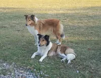 Mistletoe - Scotch Collie, a male Collie for sale in Monetta, SC – Photo 3 of 5