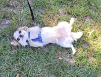 AKC Rapunzel 5 lbs, a female Chihuahua for sale in Monetta, SC – 3 of 3