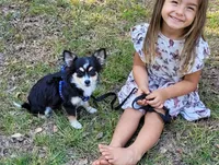 Lacey AKC CH Bloodlines, a female Chihuahua for sale in Monetta, SC – 1 of 4
