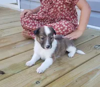 Alice, a female Collie for sale in Monetta, SC – Photo 6 of 6