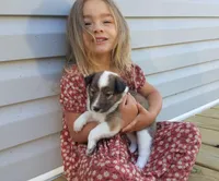 Alice, a female Collie for sale in Monetta, SC – Photo 3 of 6