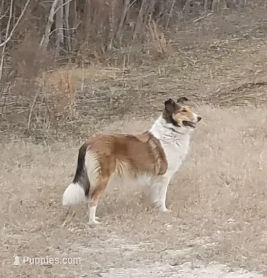 Alice, a female Collie for sale in Monetta, SC – Photo 1 of 6