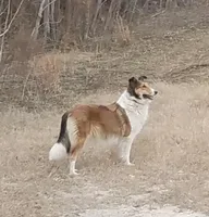 Alice, a female Collie for sale in Monetta, SC – Photo 1 of 6