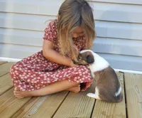 Alice, a female Collie for sale in Monetta, SC – Photo 5 of 6