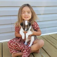 Alice, a female Collie for sale in Monetta, SC – Photo 4 of 6