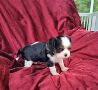 Gallant, a male Cavalier King Charles Spaniel for sale in Monetta, SC – 5 of 5
