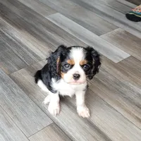 Gallant, a male Cavalier King Charles Spaniel for sale in Monetta, SC – 1 of 5