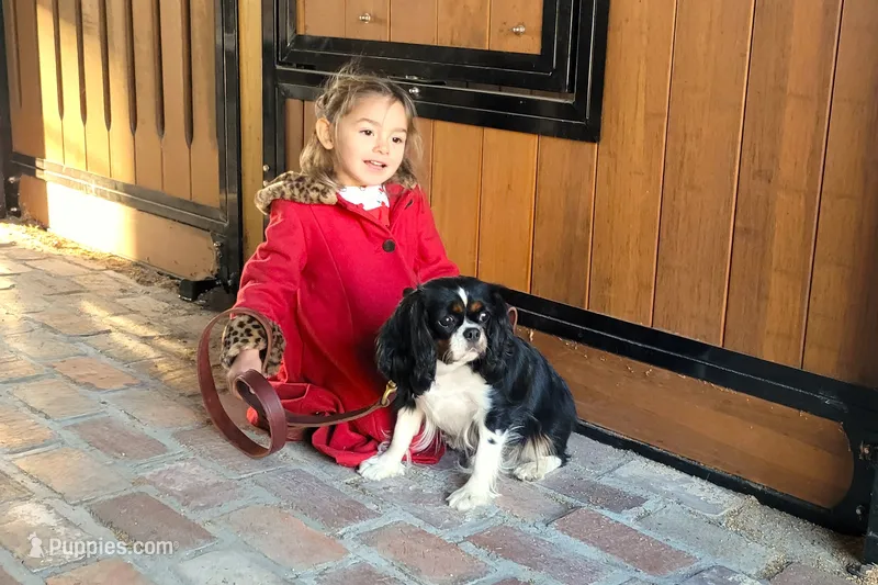 Georgiana – Cavalier King Charles Spaniel puppy for sale in Monetta, SC