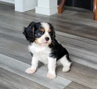 Gallant, a male Cavalier King Charles Spaniel for sale in Monetta, SC – 2 of 5