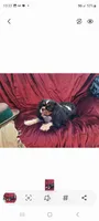 Georgiana, a female Cavalier King Charles Spaniel for sale in Monetta, SC – 3 of 3