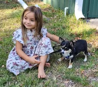 Lacey AKC CH Bloodlines, a female Chihuahua for sale in Monetta, SC – 4 of 4