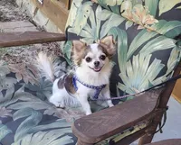 AKC Rapunzel 5 lbs, a female Chihuahua for sale in Monetta, SC – 2 of 3