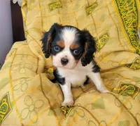 Gallant, a male Cavalier King Charles Spaniel for sale in Monetta, SC – 5 of 5
