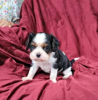 Gallant, a male Cavalier King Charles Spaniel for sale in Monetta, SC – 2 of 5