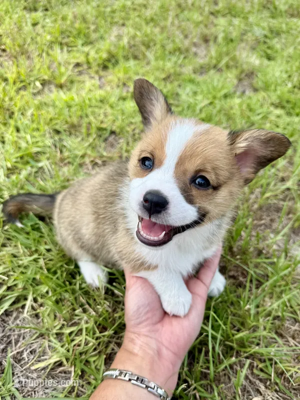 Darkness – Cardigan Welsh Corgi, Pembroke Welsh Corgi puppy for sale in Gilbert, SC