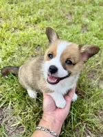 Darkness, a male Cardigan Welsh Corgi and Pembroke Welsh Corgi for sale in Gilbert, SC – 1 of 5