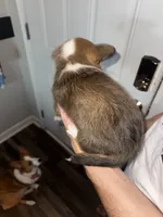 Darkness, a male Cardigan Welsh Corgi and Pembroke Welsh Corgi for sale in Gilbert, SC – 4 of 5