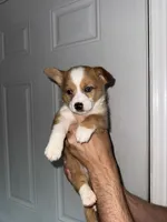 Dusk, a male Cardigan Welsh Corgi and Pembroke Welsh Corgi for sale in Gilbert, SC – 3 of 4