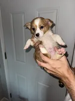 Dawn, a female Cardigan Welsh Corgi and Pembroke Welsh Corgi for sale in Gilbert, SC – 3 of 4