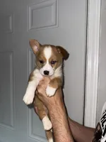 Dusk, a male Cardigan Welsh Corgi and Pembroke Welsh Corgi for sale in Gilbert, SC – 2 of 4
