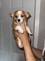Dawn, a female Cardigan Welsh Corgi and Pembroke Welsh Corgi for sale in Gilbert, SC – 2 of 4