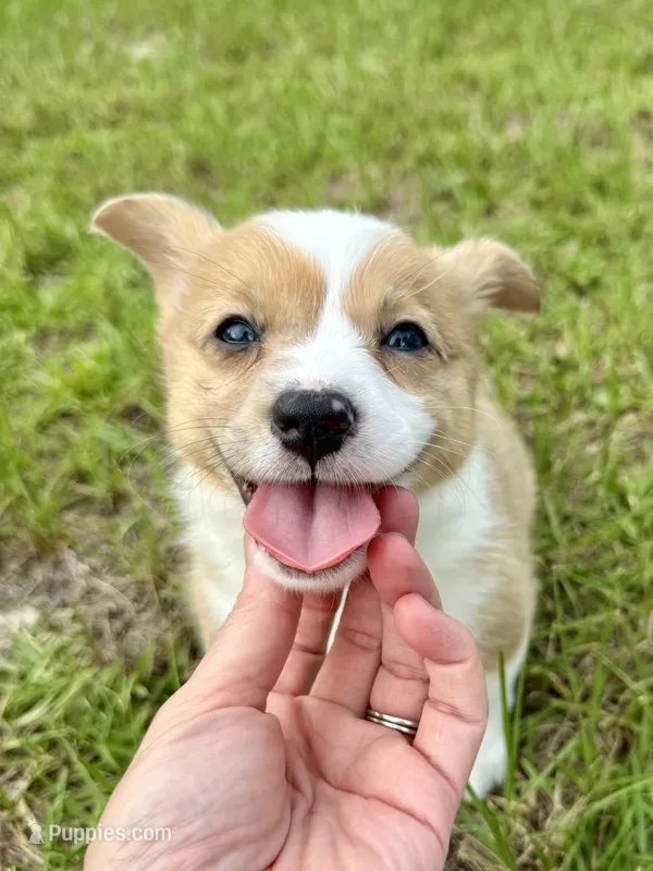 Dawn – Cardigan Welsh Corgi, Pembroke Welsh Corgi puppy for sale in Gilbert, SC
