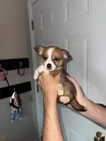 Darkness, a male Cardigan Welsh Corgi and Pembroke Welsh Corgi for sale in Gilbert, SC – 3 of 5