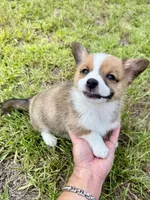 Darkness, a male Cardigan Welsh Corgi and Pembroke Welsh Corgi for sale in Gilbert, SC – 2 of 5