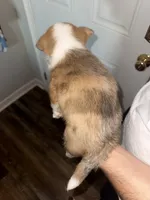 Dawn, a female Cardigan Welsh Corgi and Pembroke Welsh Corgi for sale in Gilbert, SC – 4 of 4