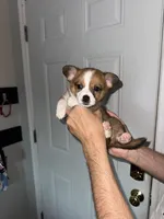 Darkness, a male Cardigan Welsh Corgi and Pembroke Welsh Corgi for sale in Gilbert, SC – 5 of 5