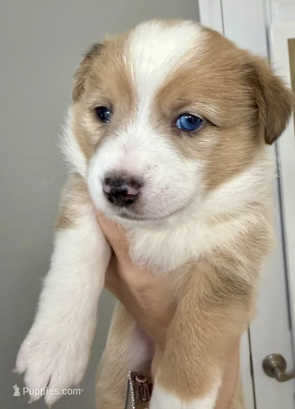 Dusk – Cardigan Welsh Corgi, Pembroke Welsh Corgi puppy for sale in Gilbert, SC