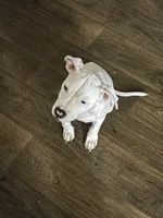 Jessy, a male American Bully and American Pit Bull Terrier for sale in Irving, TX – 2 of 5