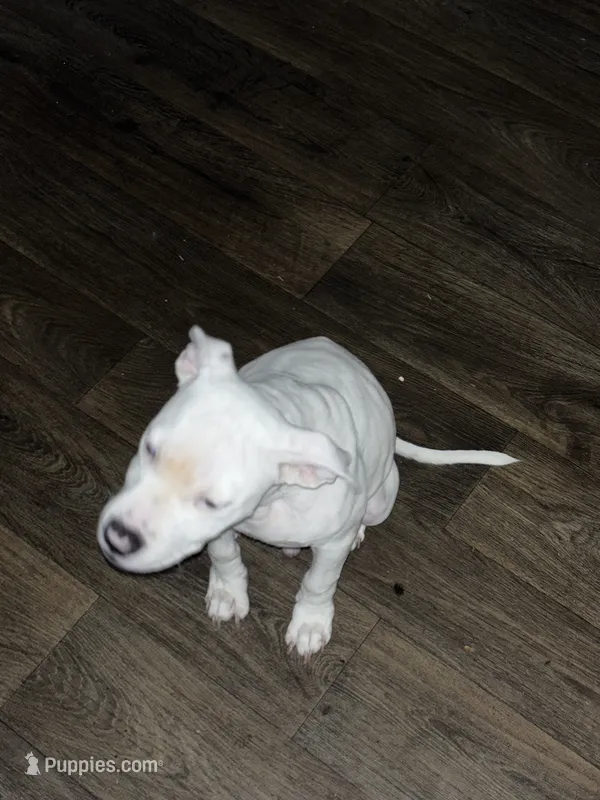 Jessy – American Bully, American Pit Bull Terrier puppy for sale in Irving, TX