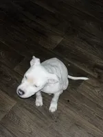 Jessy, a male American Bully and American Pit Bull Terrier for sale in Irving, TX – 1 of 5