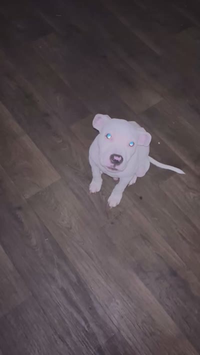 Jessy, a male American Bully and American Pit Bull Terrier for sale in Irving, TX – 4 of 5