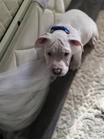 Jessy, a male American Bully and American Pit Bull Terrier for sale in Irving, TX – 3 of 5